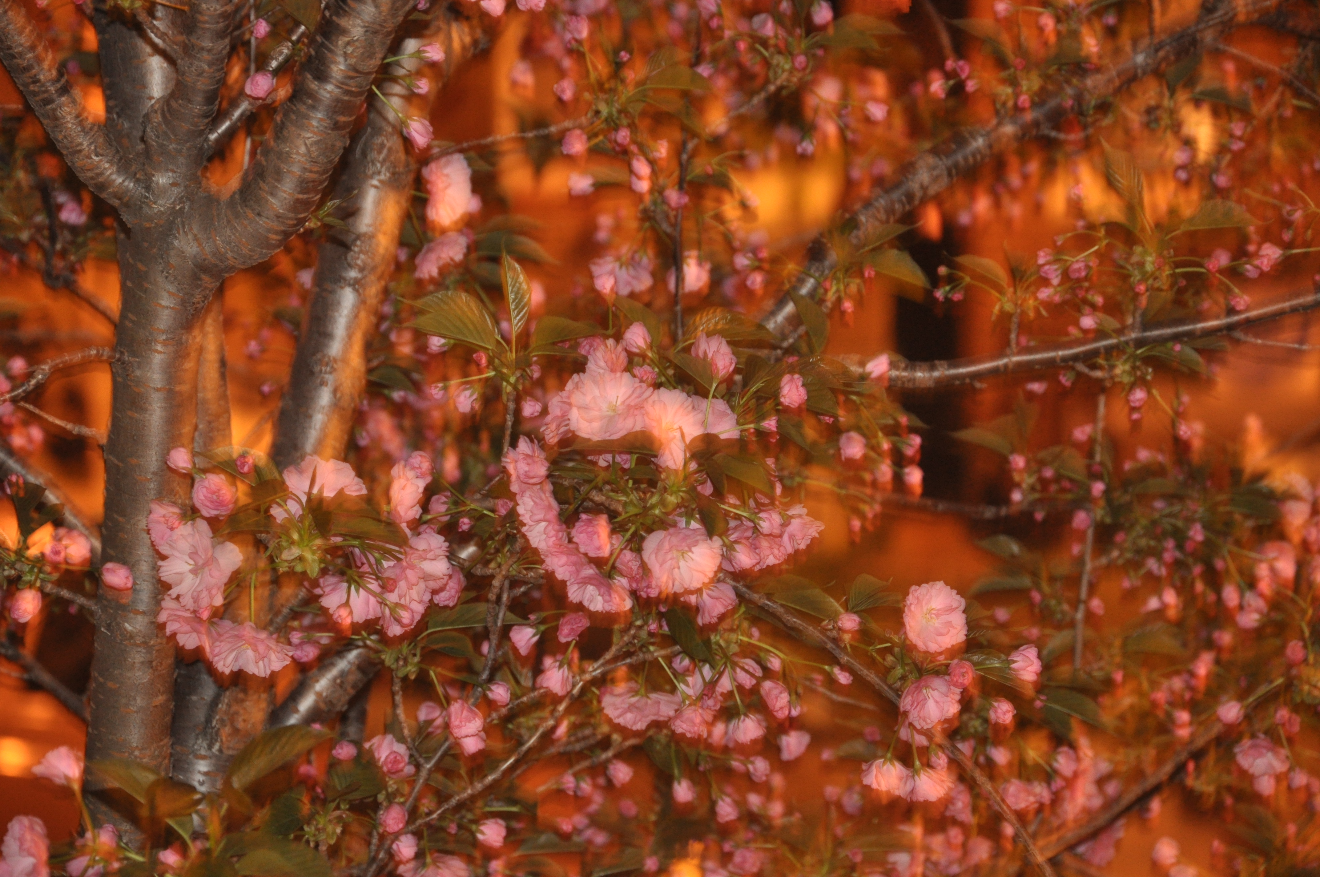 Kwanzan Cherry Tree 2010 04.jpg
